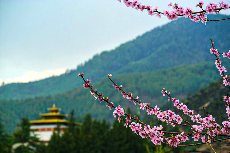 spring in bhutan